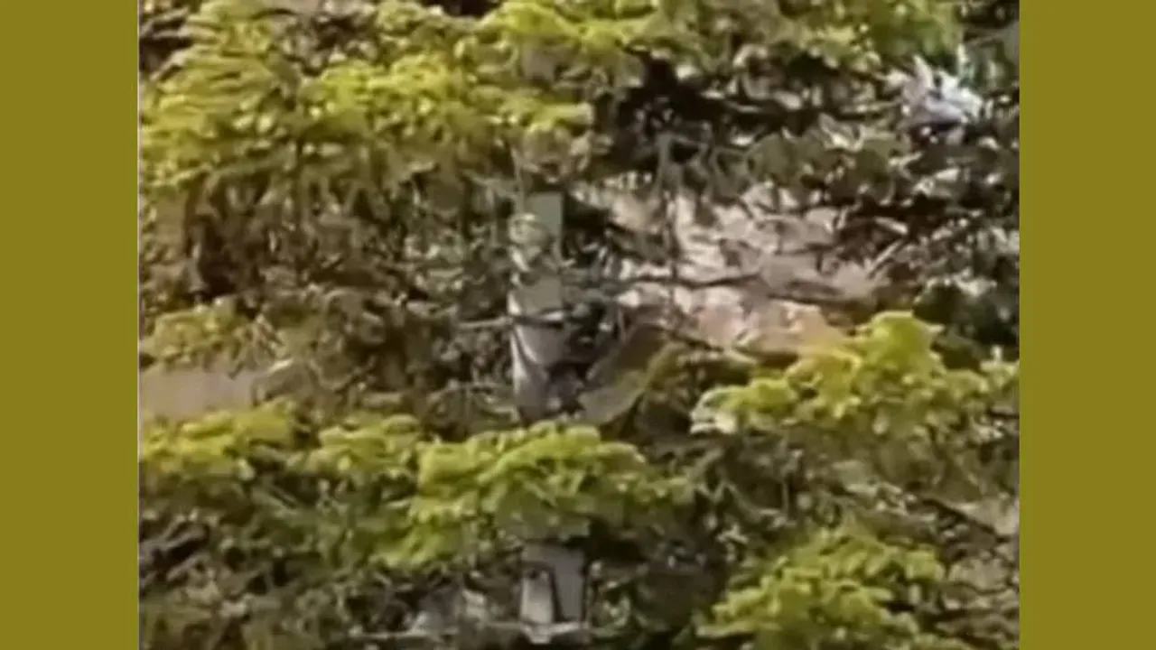 Mountain Lion 1