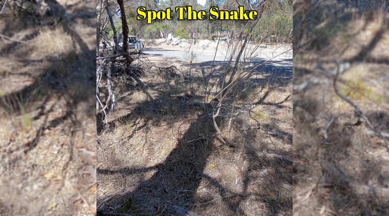 A Snake 1 