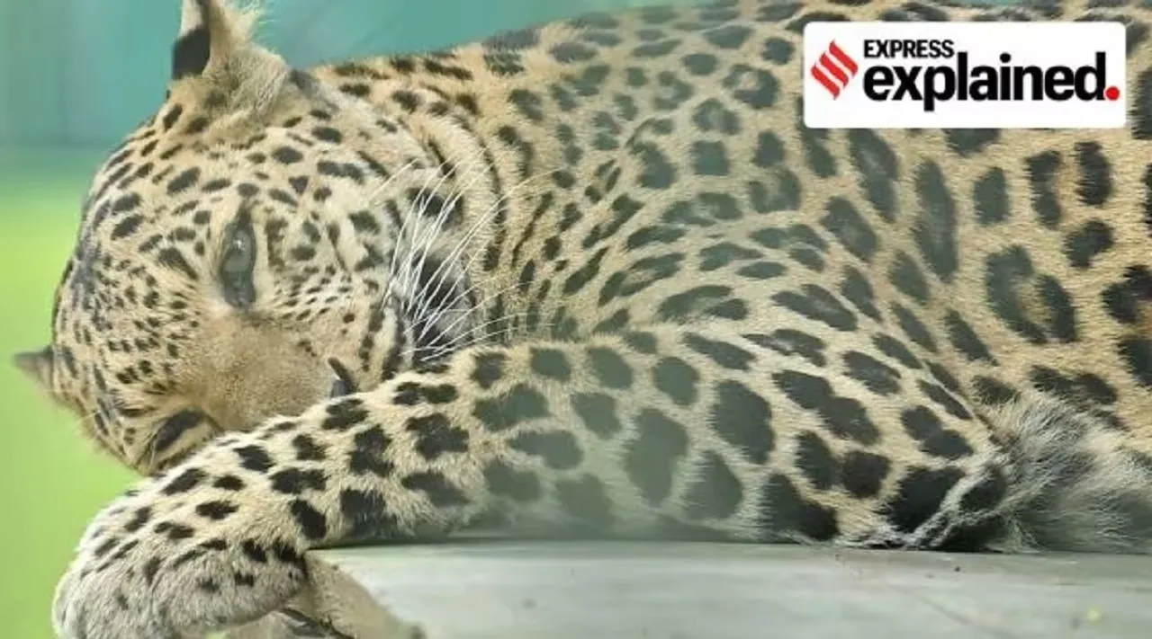 leopard