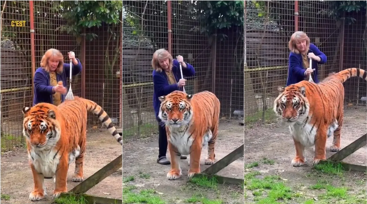 tiger woman