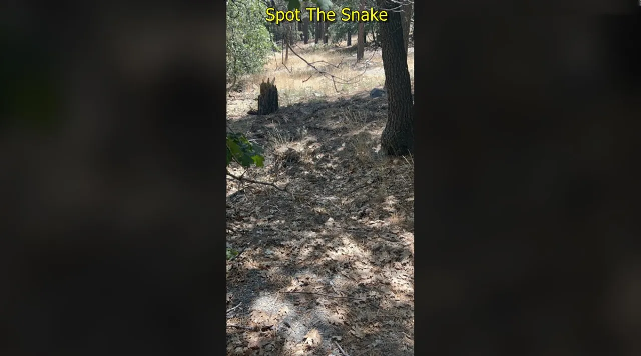 Snake