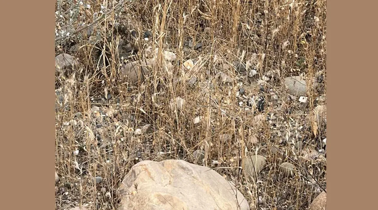 Snake bush