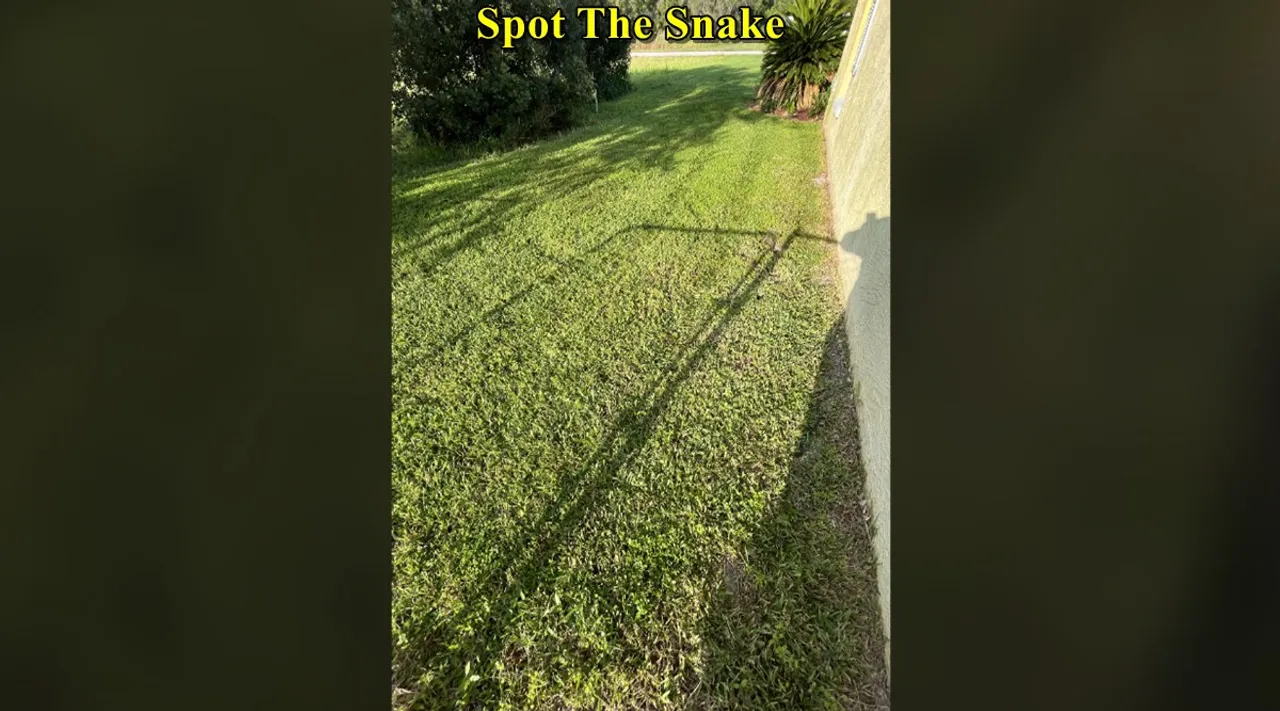 Snake grass find