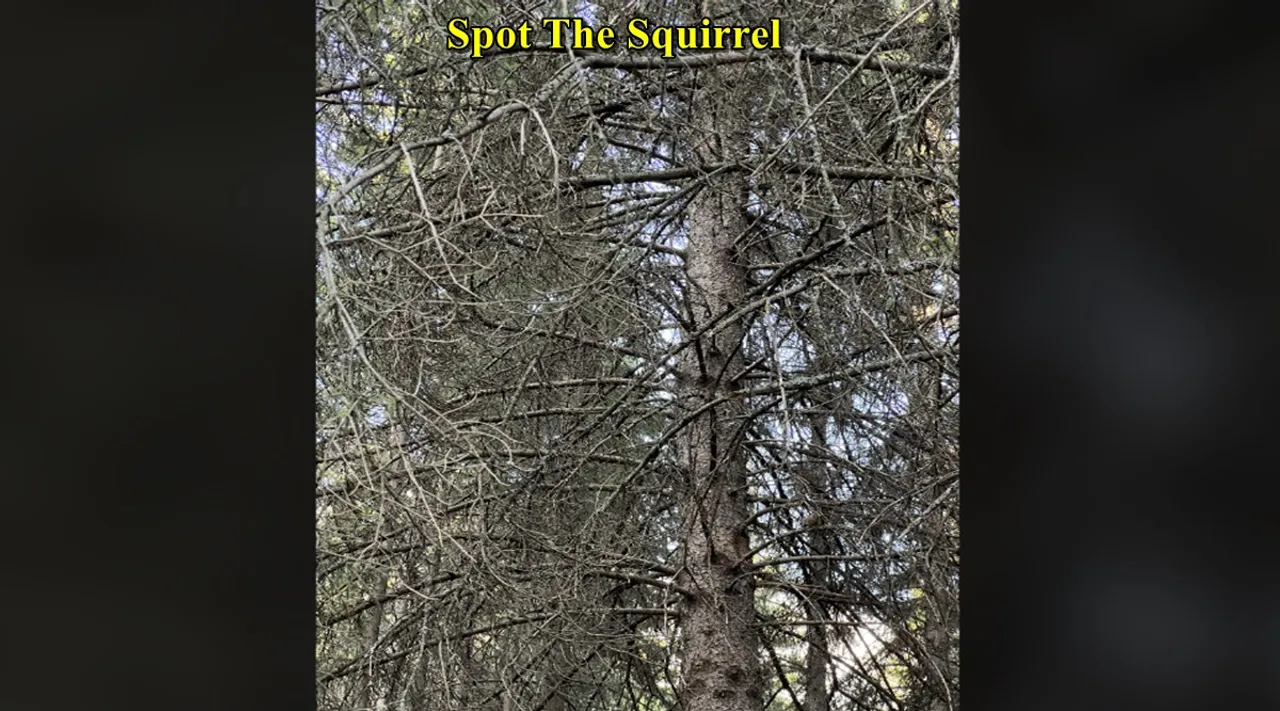 squirrel