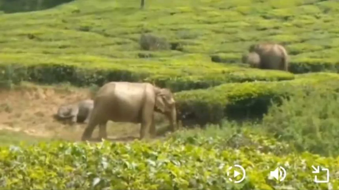 elephant calf
