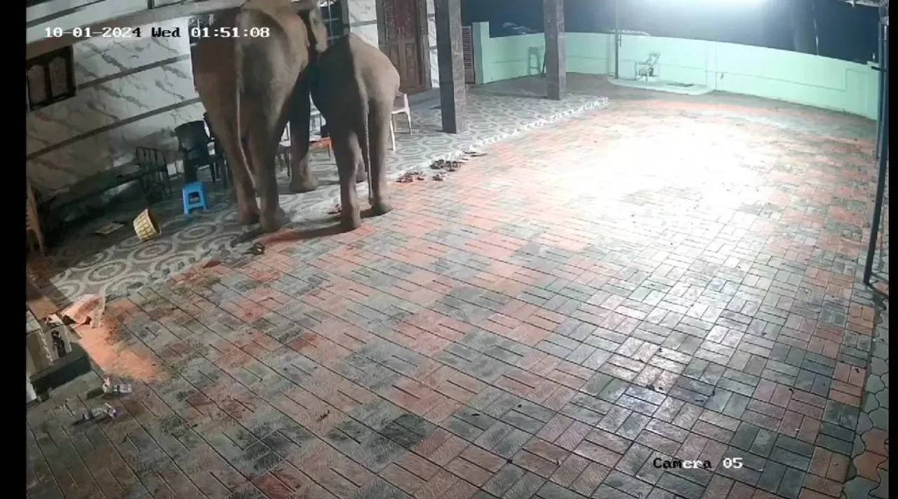 Ele CCTV.jpg