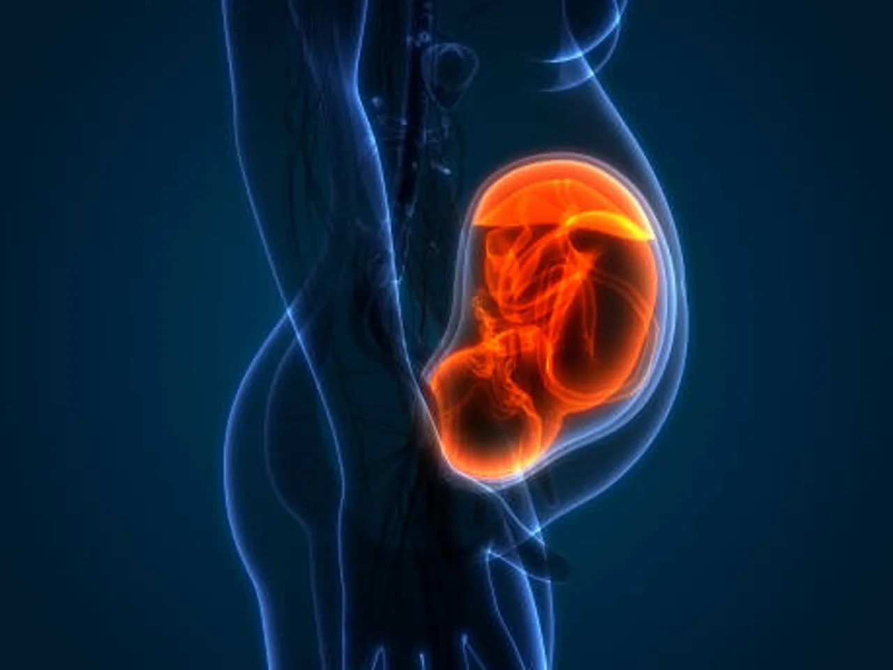 uterus