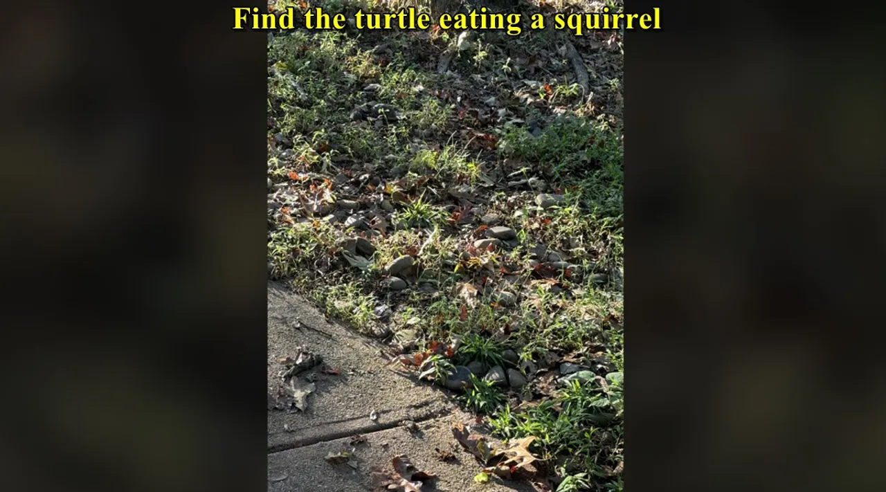 turtle eat squirrel 3