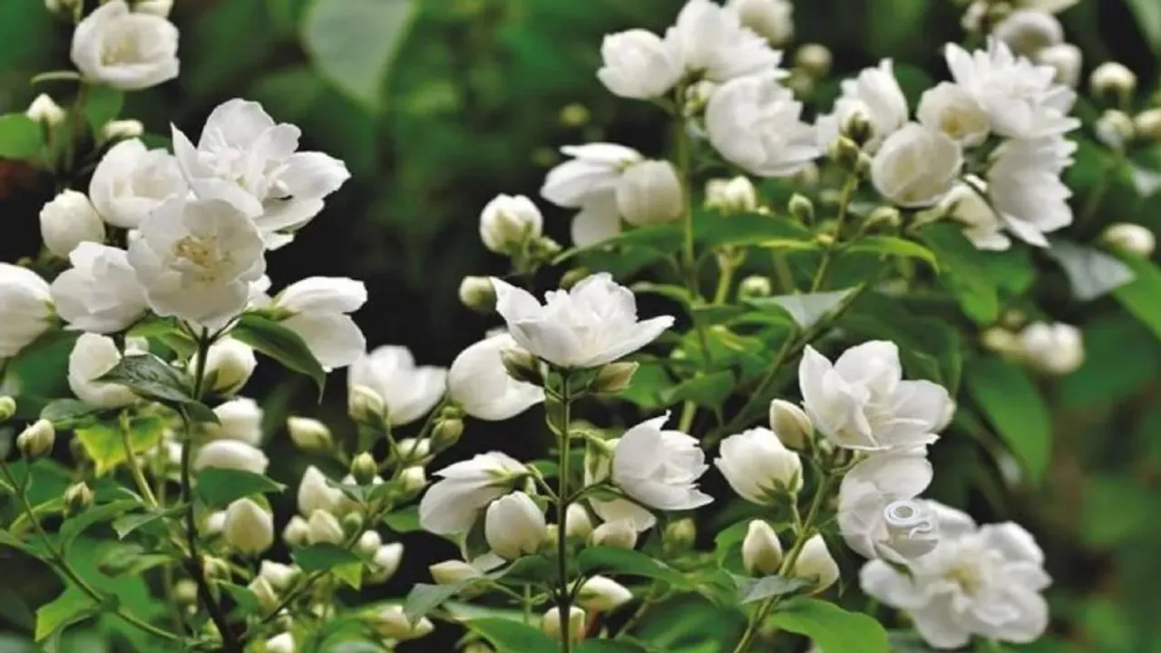 Jasmine