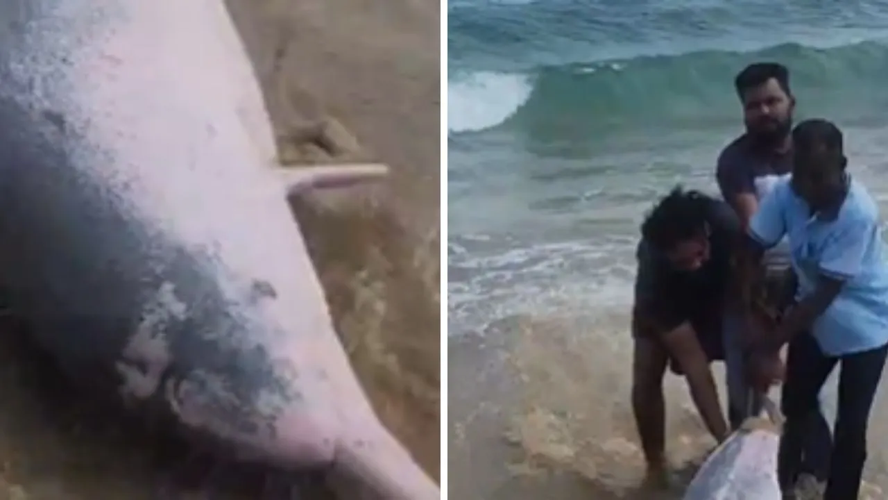 Fishermen released 3 dolphins caught in the net in Ramanathapuram
