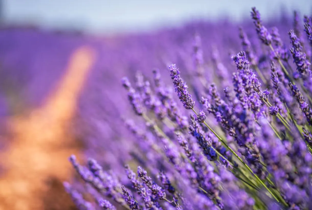 lavender