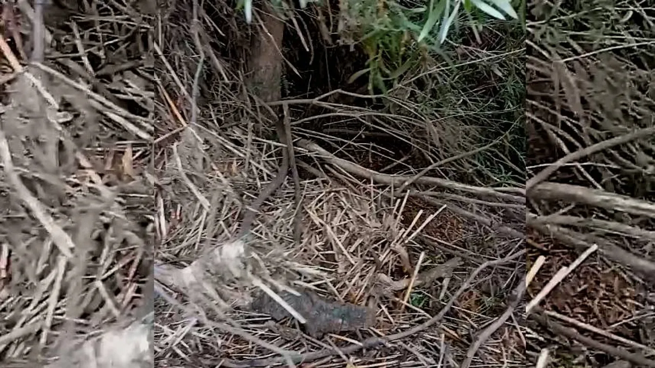 Snake 1
