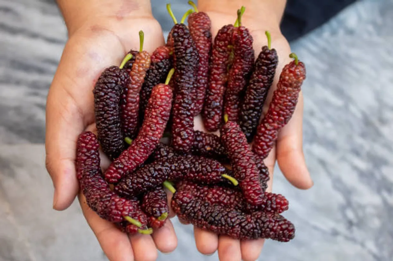 mulberry