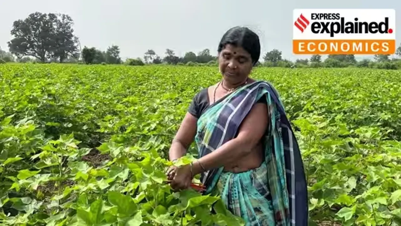 Indias falling cotton production