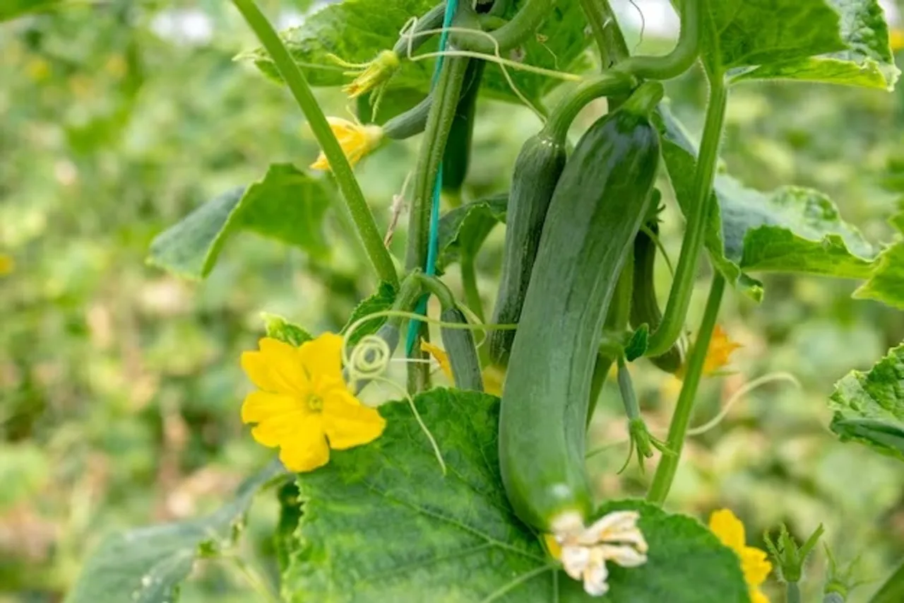 Cucumber 