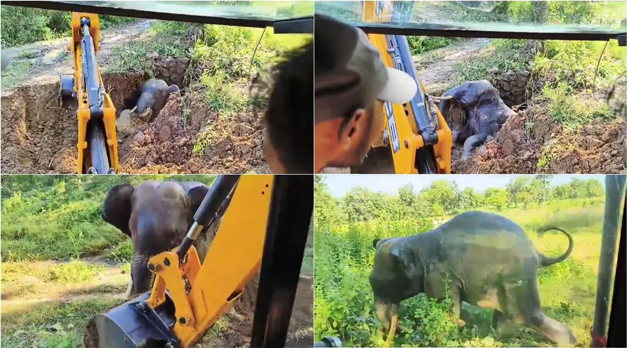 tusker rescue 1
