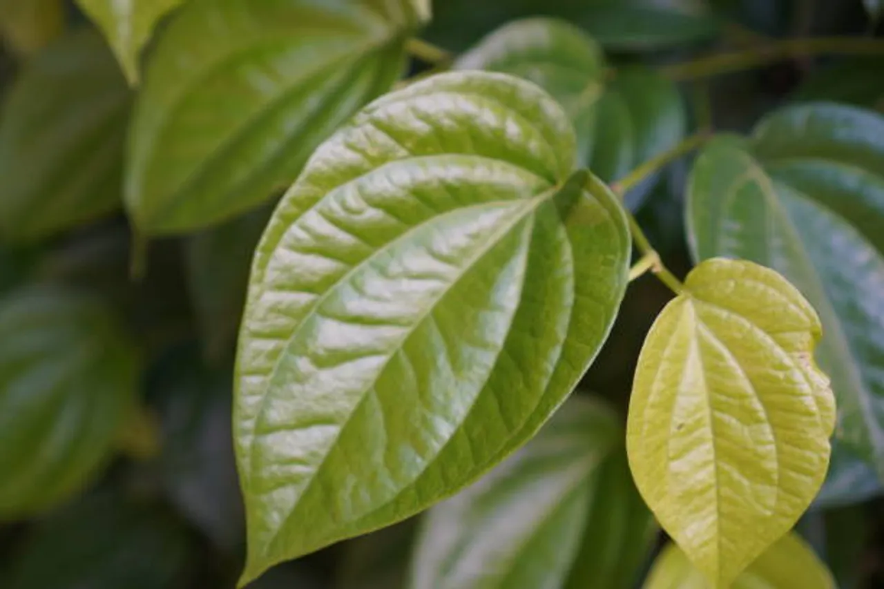 betel leaves