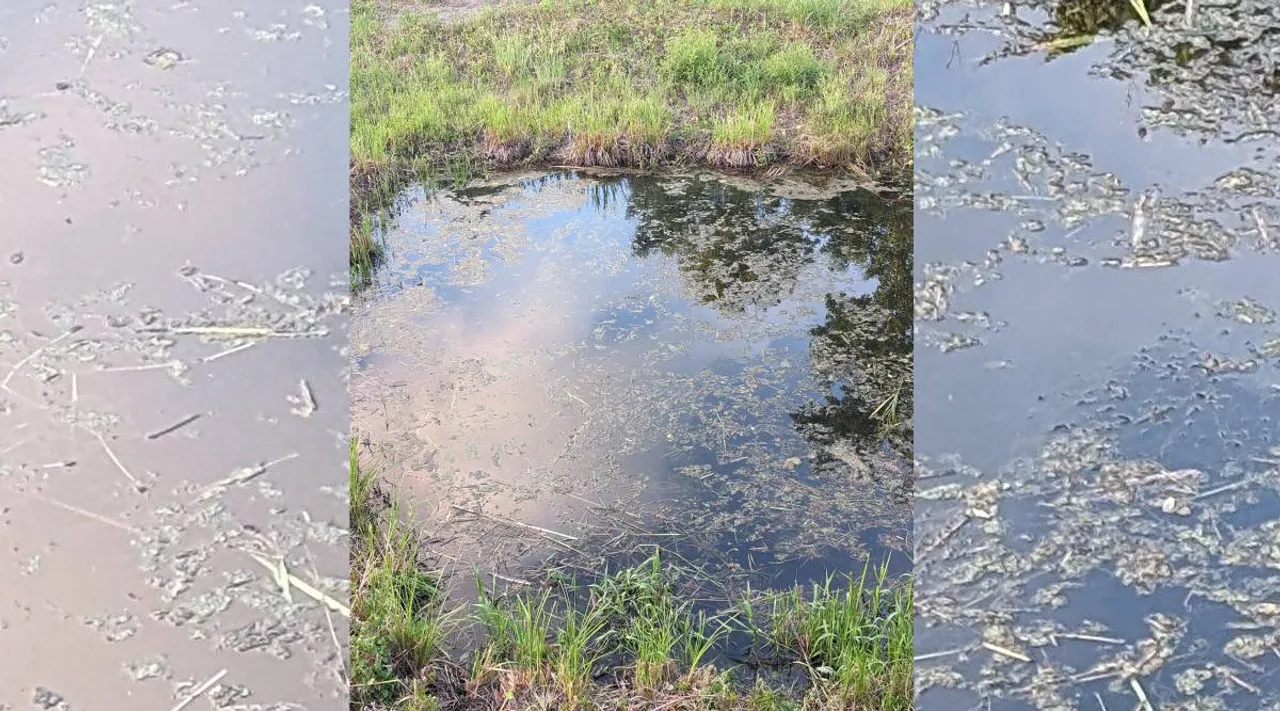 Gator 1