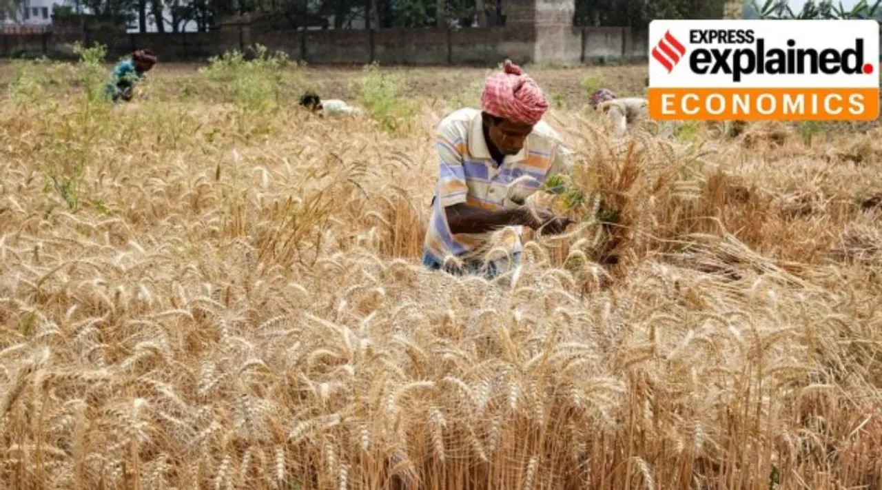 Wheat.jpg