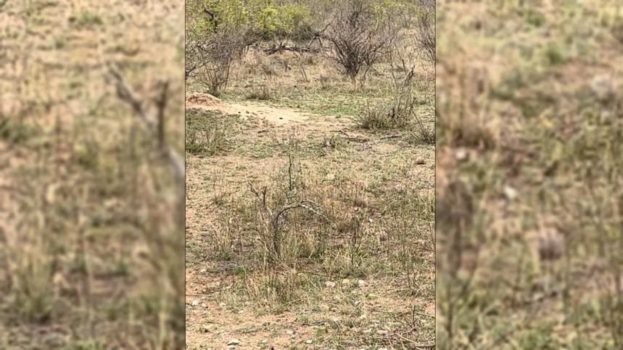 Leopard