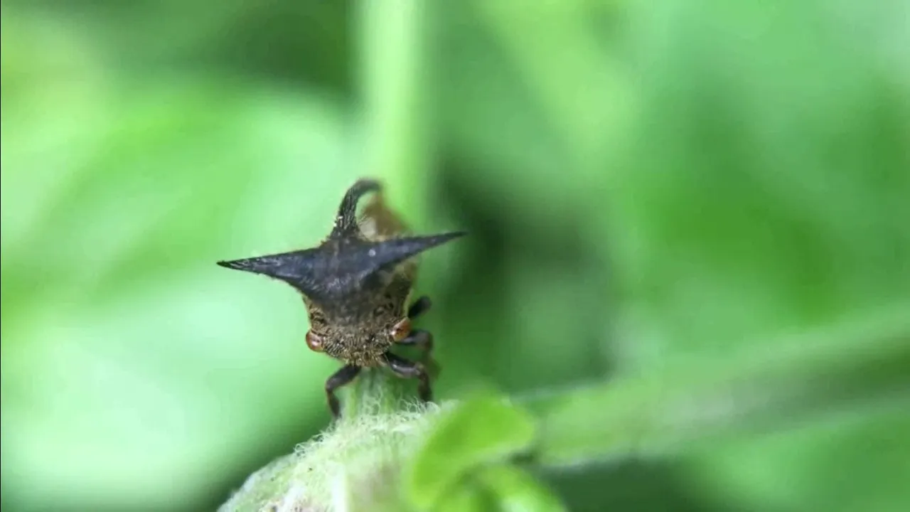 insects
