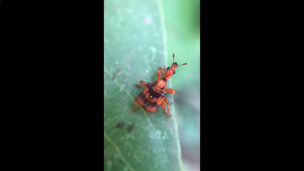 insects