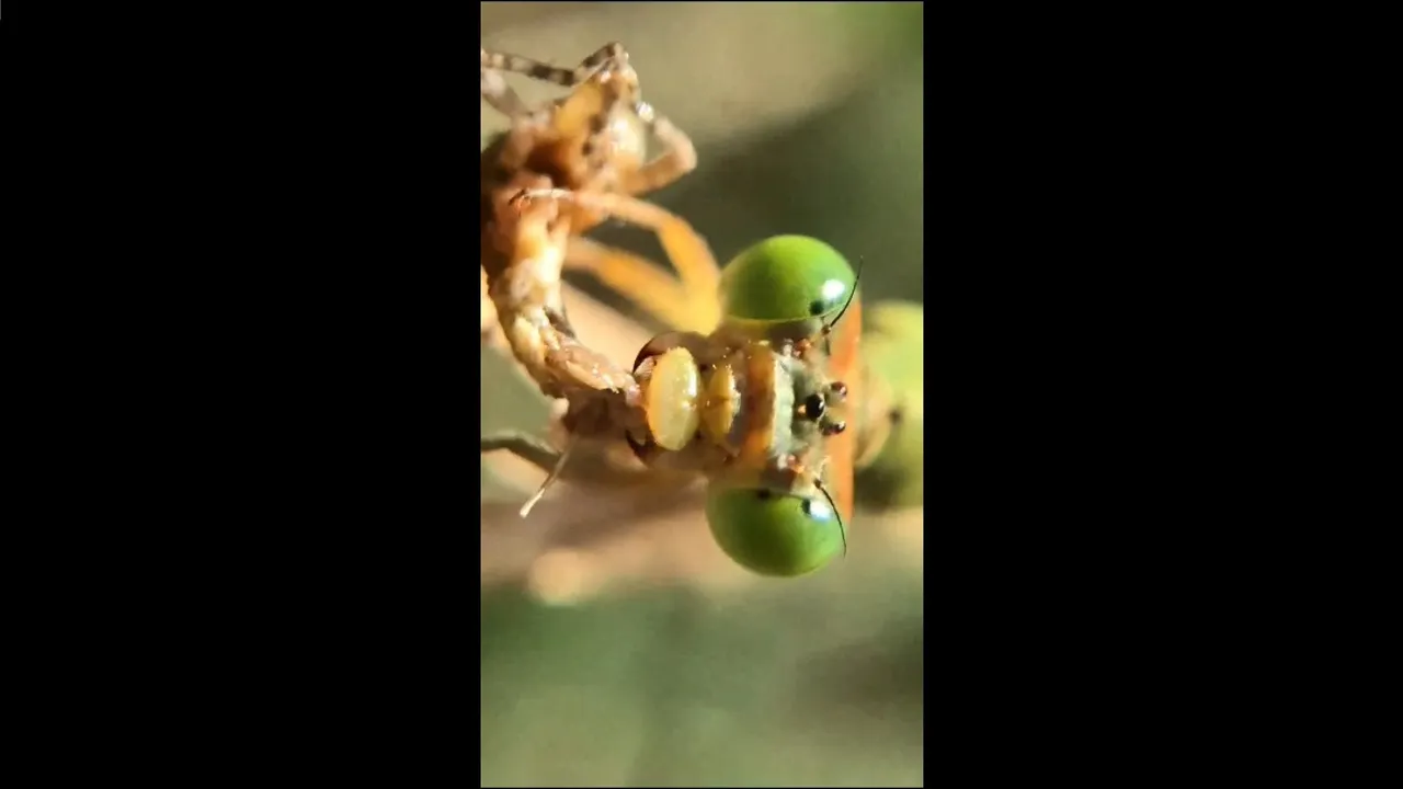 insects