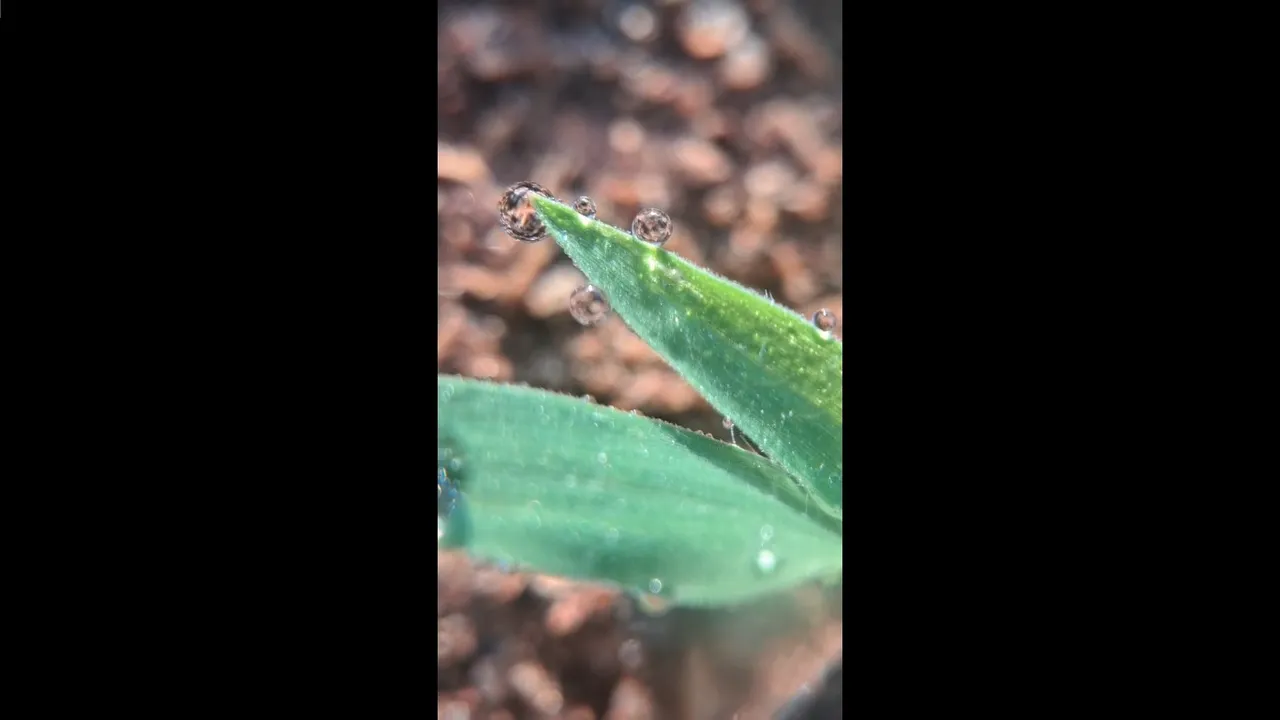 insects
