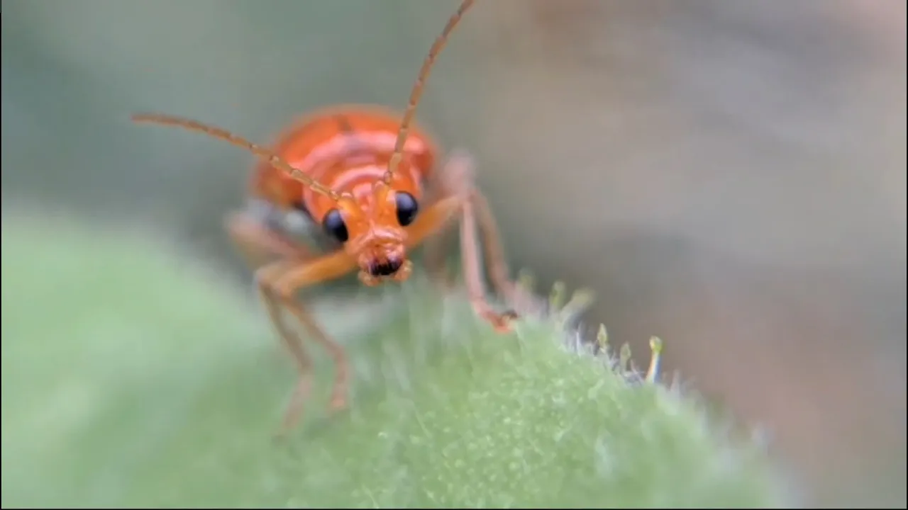 insects