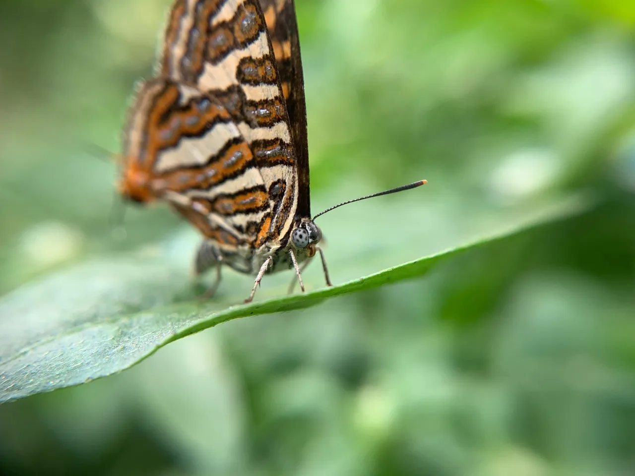 insects