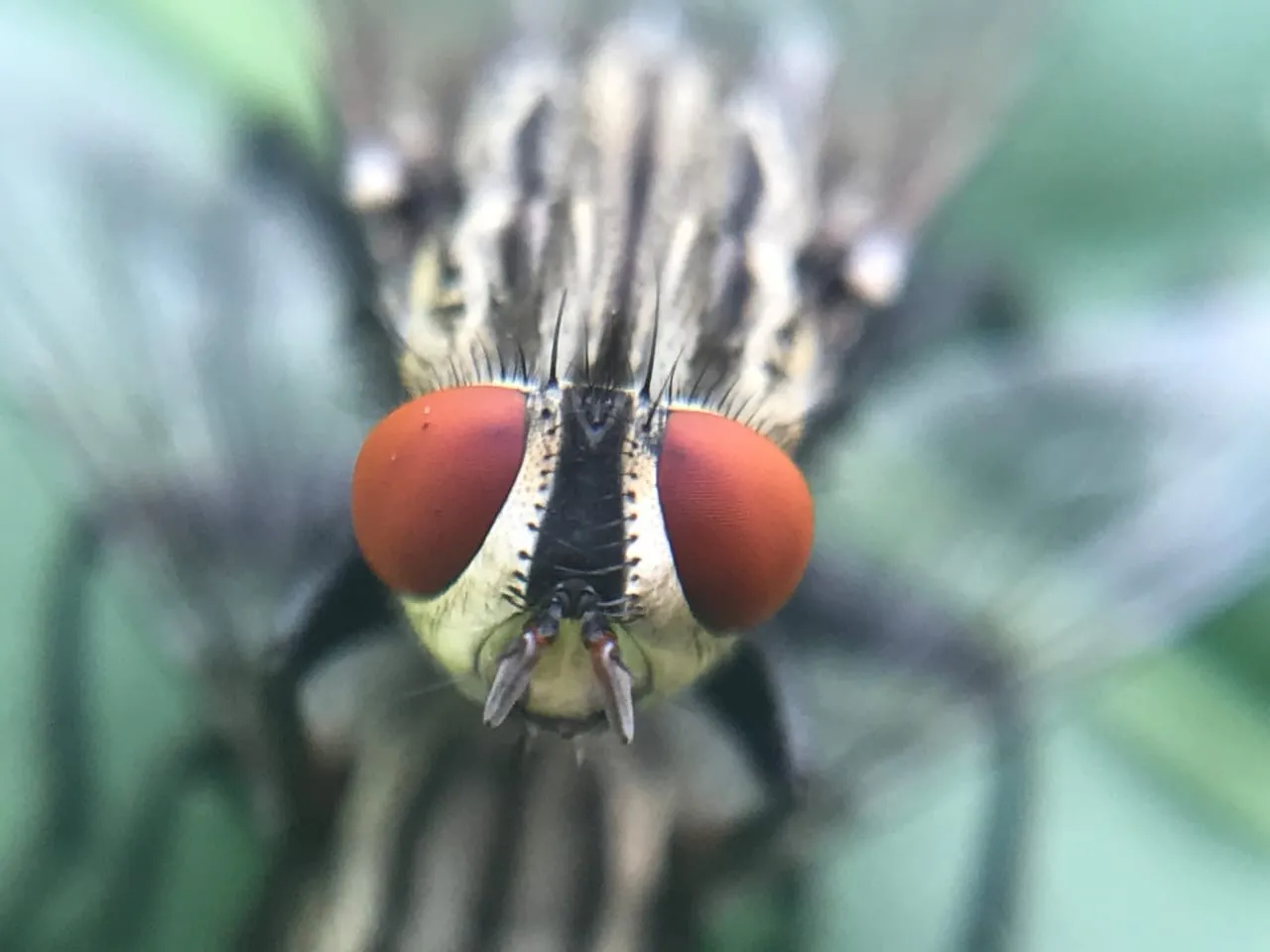insects