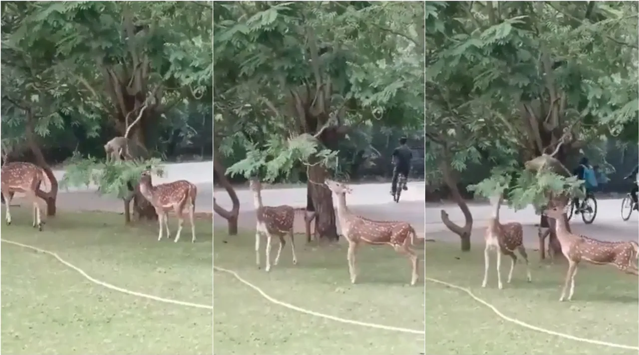 monkey deer friendship 1