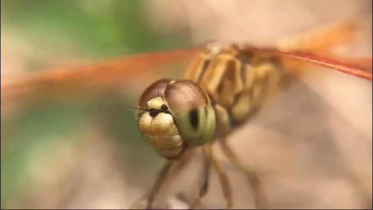 insects