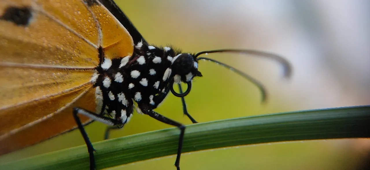 insects