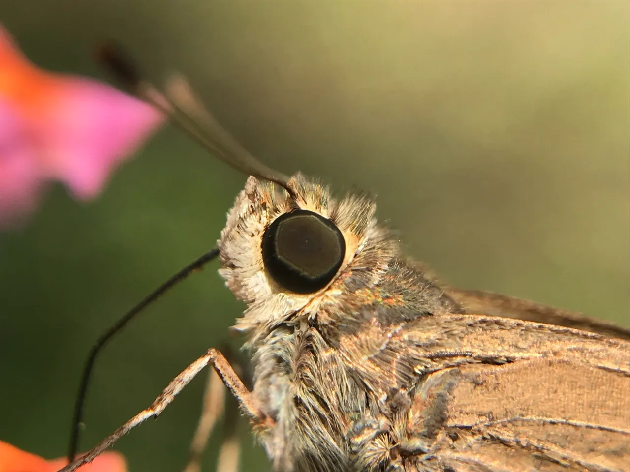 insects