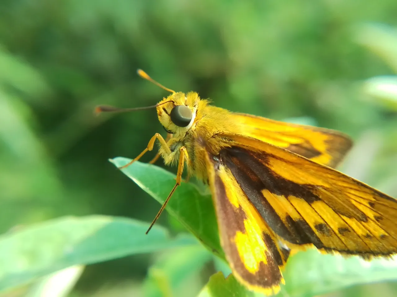 insects
