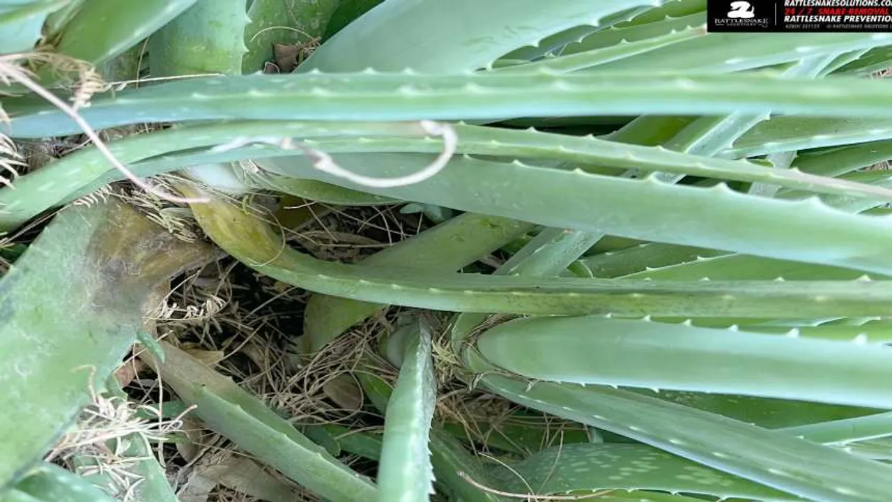 find snake 1