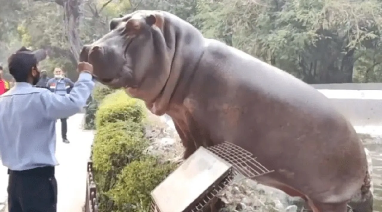 hippopotamus