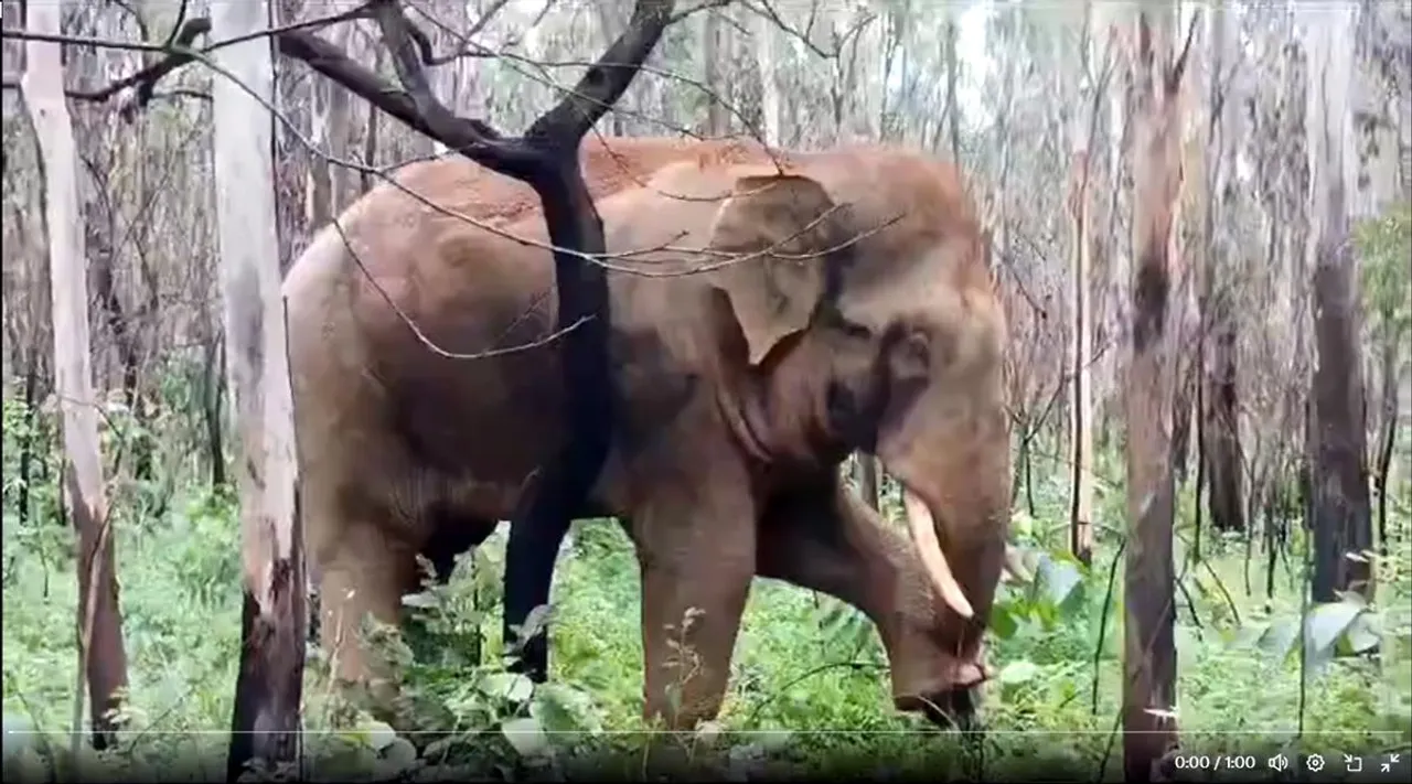 pedicure elephant