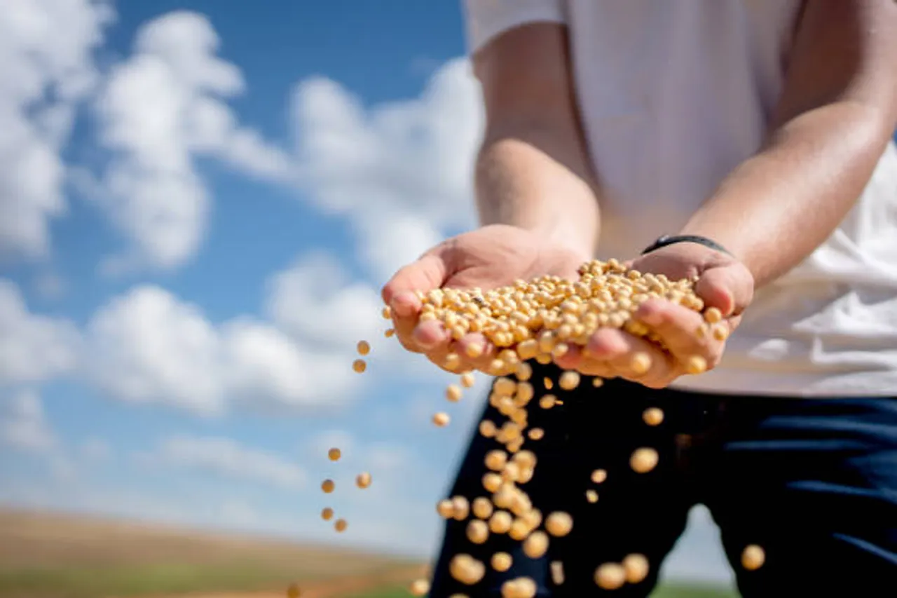 soy beans