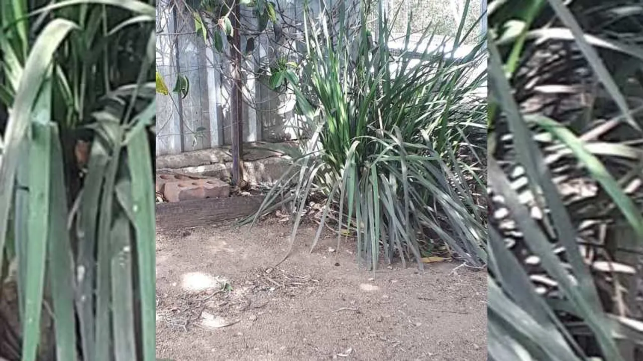 snake 