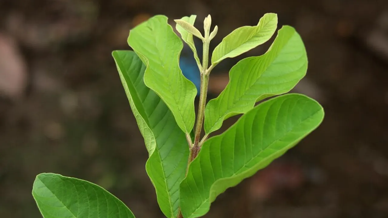 guava leaf