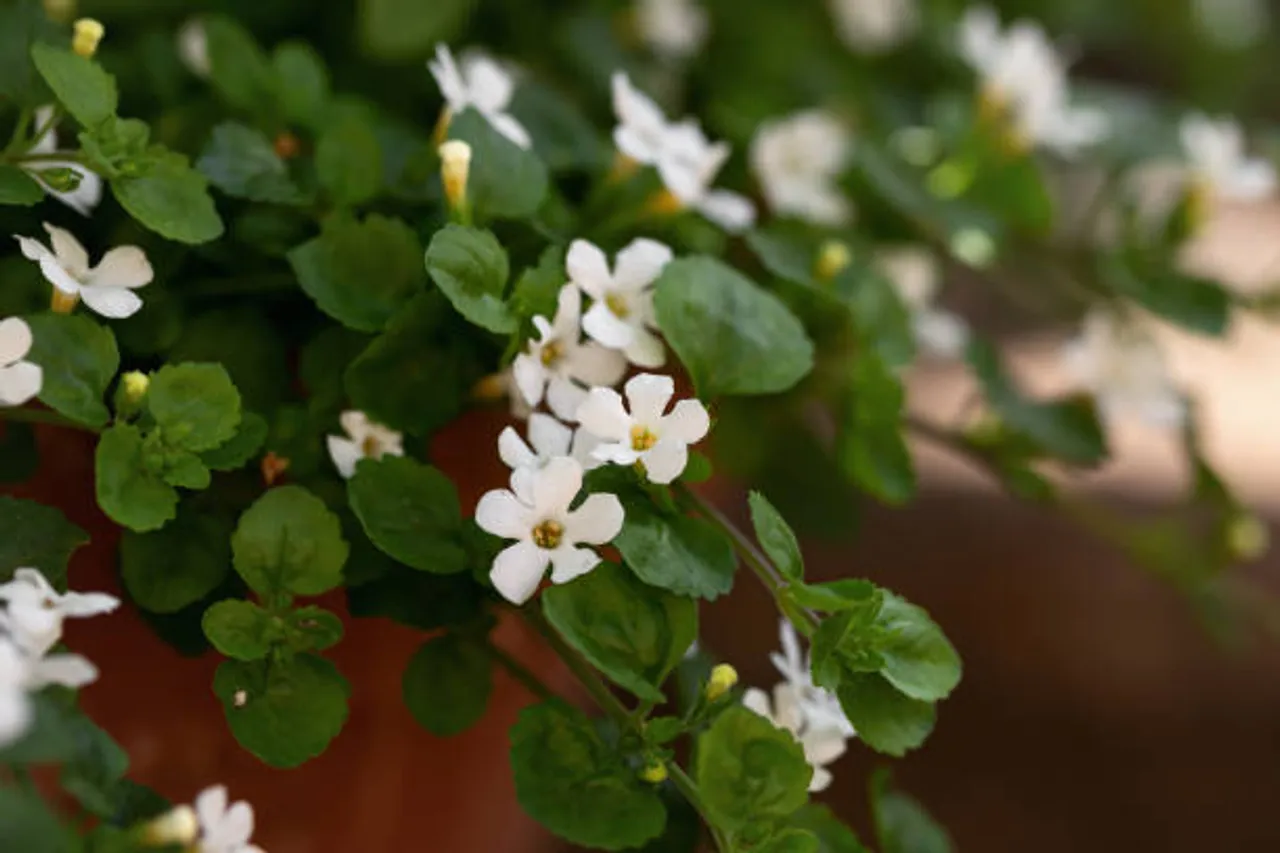 brahmi