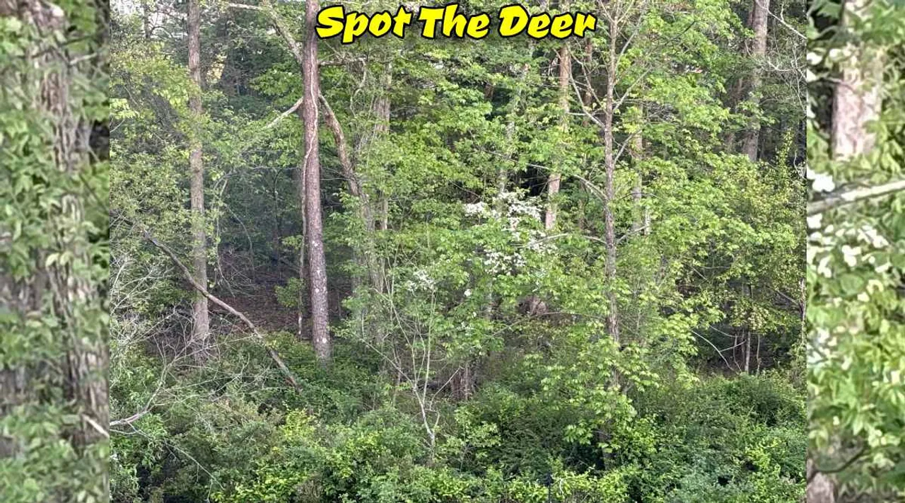 A Deer 1 