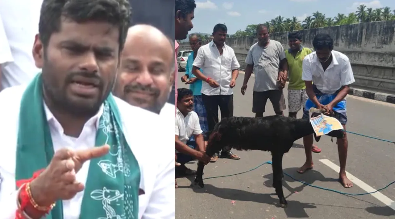 annamalai goat