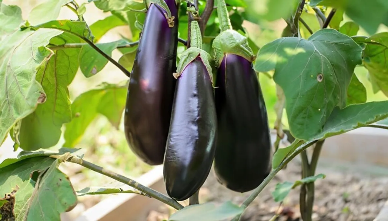 brinjal 