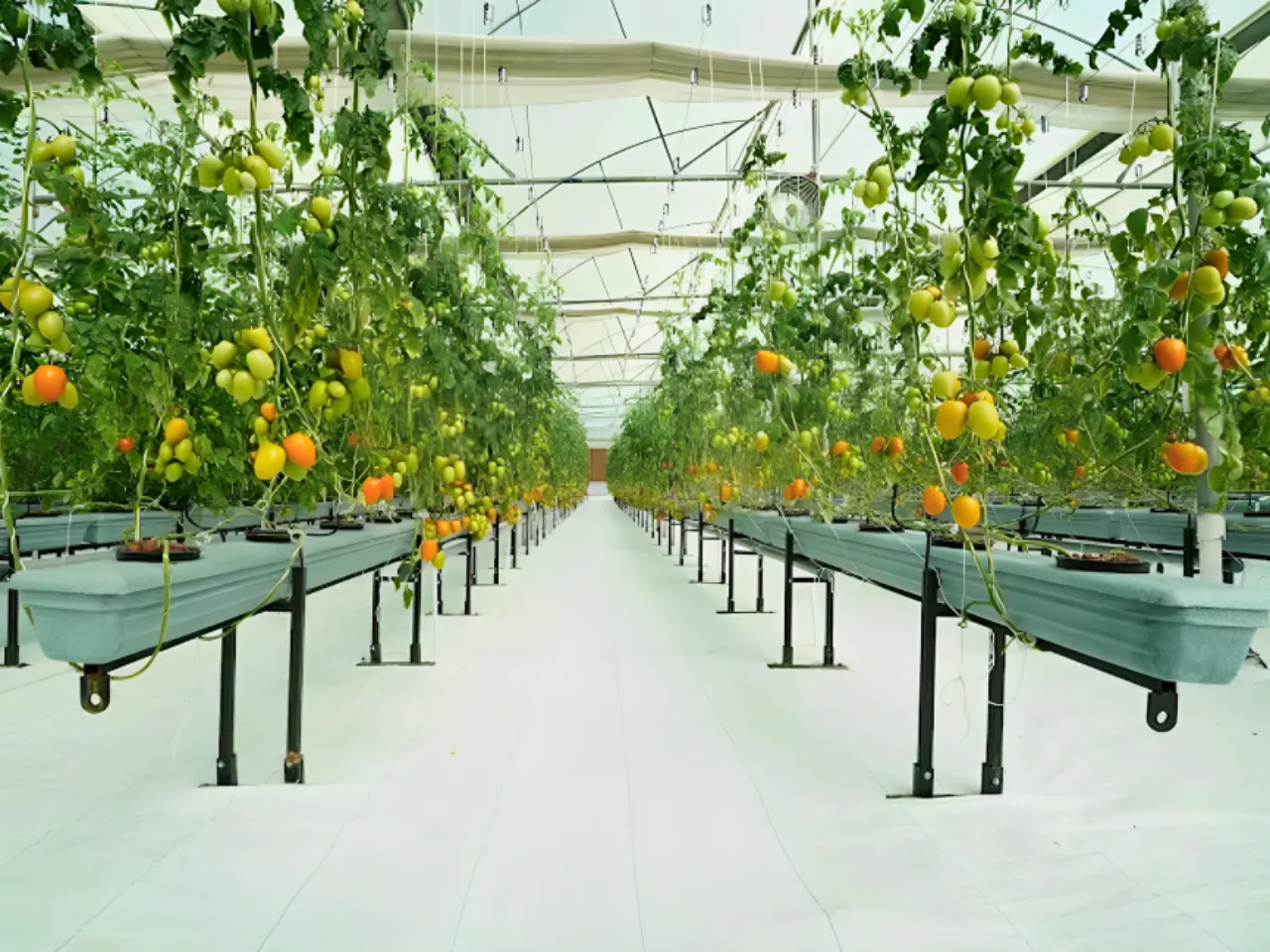 fruit farming