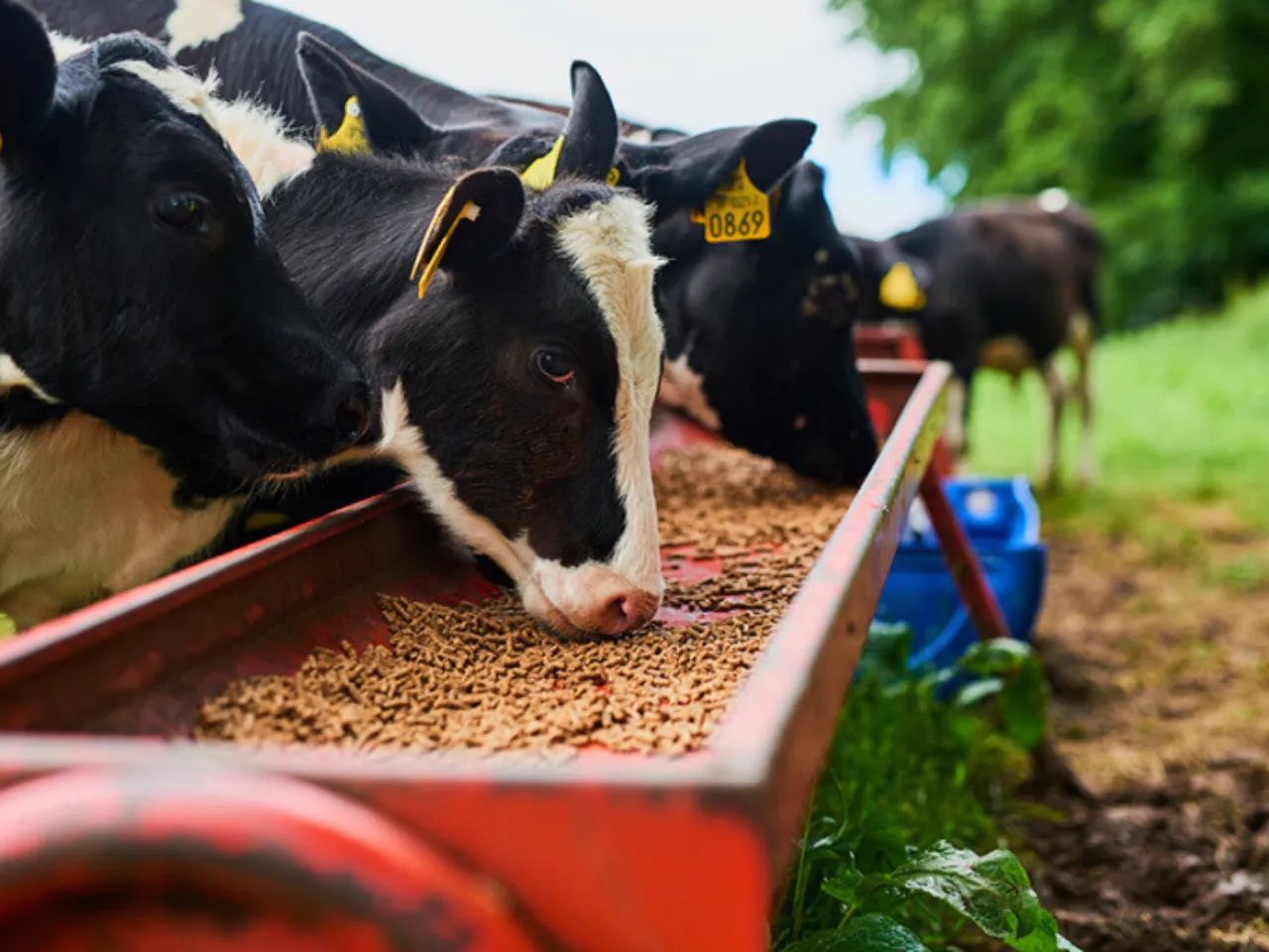 animal feed