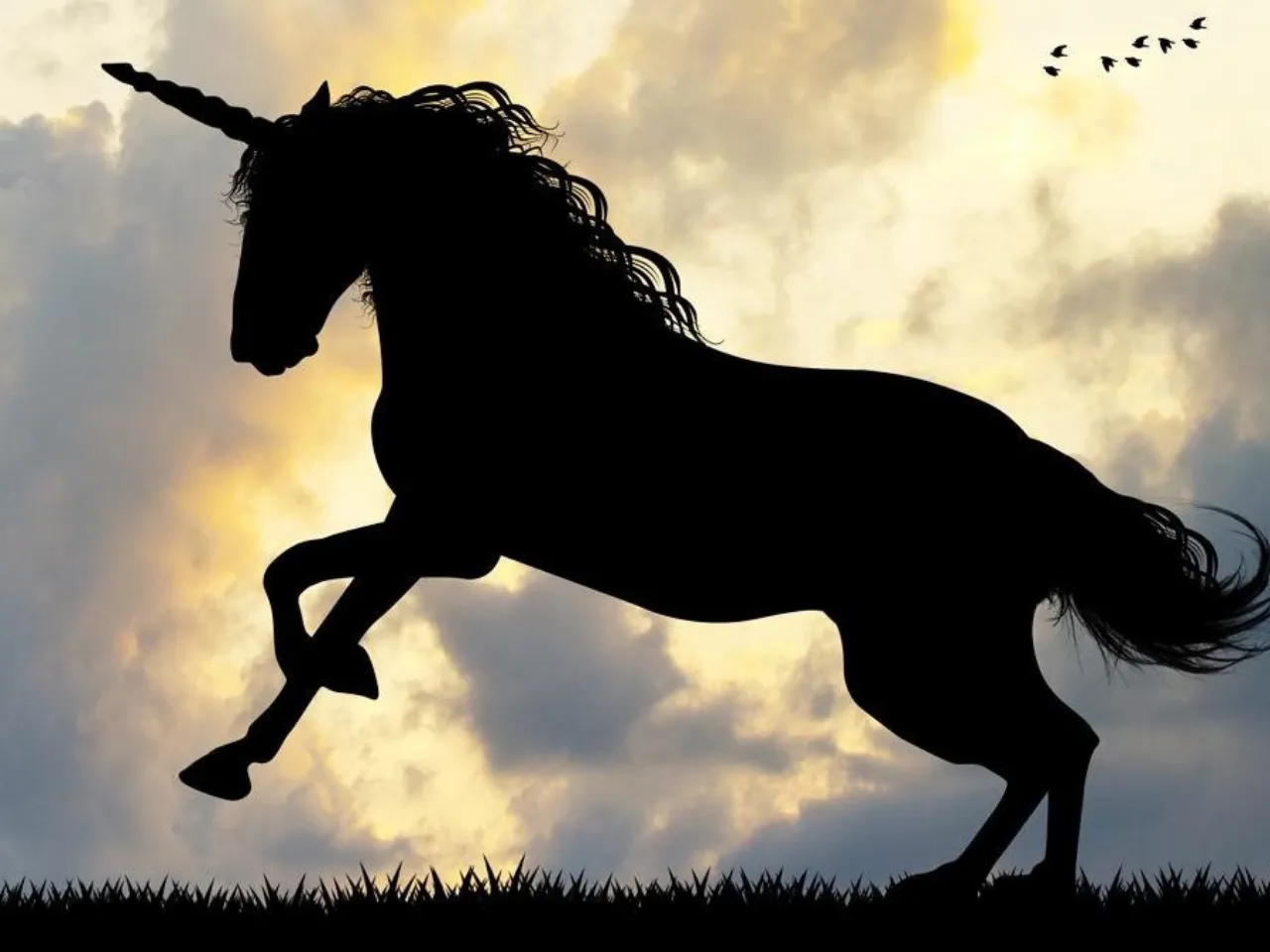 unicorn