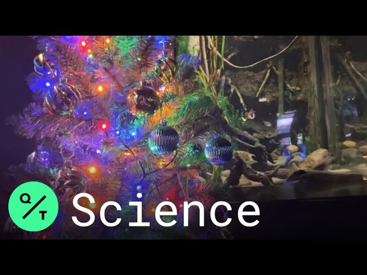 The Electric F "eel" s